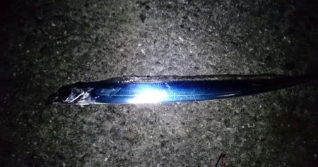 短時間タチウオ釣行