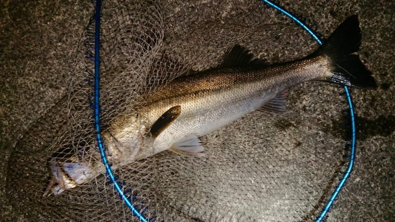 ちょっと久々にグッドサイズ出ました♪