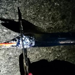 しつこく太刀魚釣り