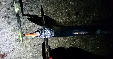 しつこく太刀魚釣り