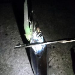 強風、南港タチウオ調査