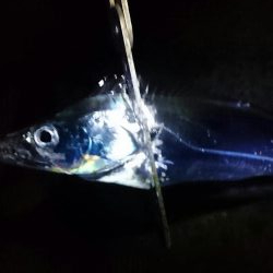 三連休中日タチウオ釣行