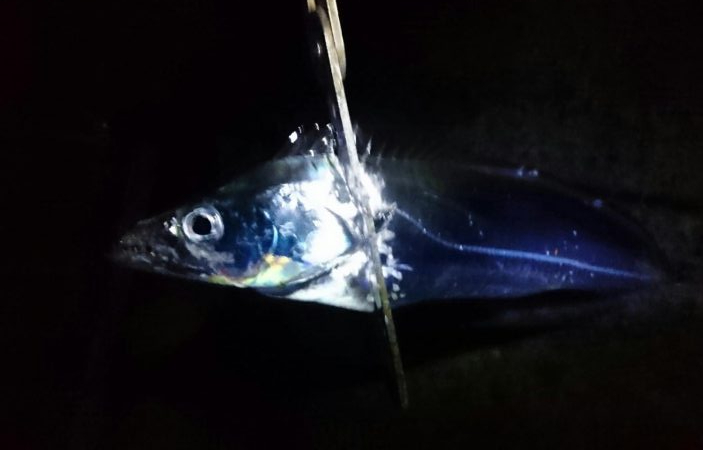 三連休中日タチウオ釣行