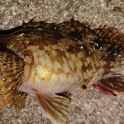 今日はクリスマスイブフィッシング！