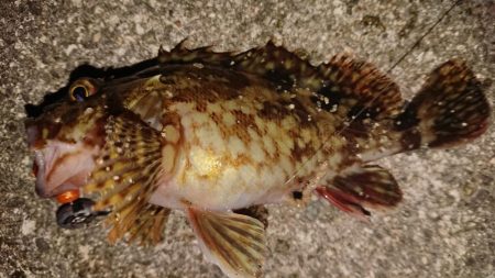 今日はクリスマスイブフィッシング！