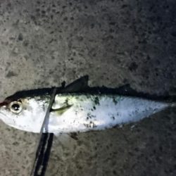 三連休最終日タチウオ釣行