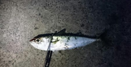 三連休最終日タチウオ釣行