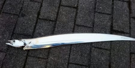 今ｼｰｽﾞﾝ最後のタチウオ釣行、多分・・・…