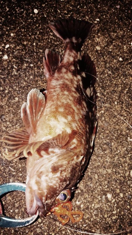 夕練ロックフィッシュ調査