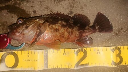 極寒朝練デカガシラキャッチ成功！