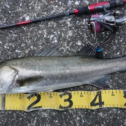 大晦日の朝練シーバス&ガシラ捕獲成功