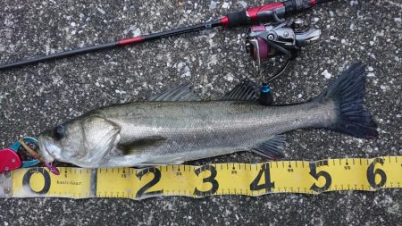 大晦日の朝練シーバス&ガシラ捕獲成功