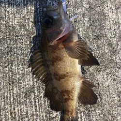 冬の釣り。”メバリング”