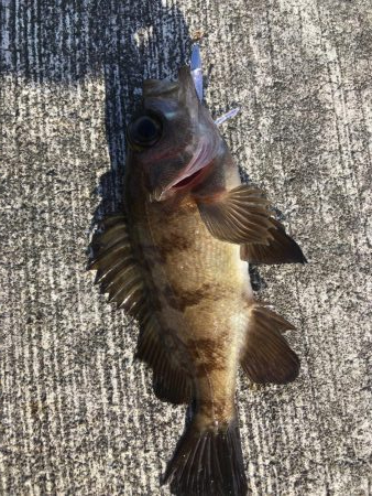 冬の釣り。”メバリング”