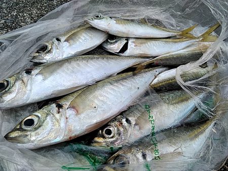 アジ釣れてます!!