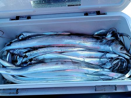 太刀魚絶好調です!!