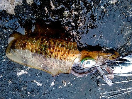 寒かったですが、アオリイカ上がりました!!…