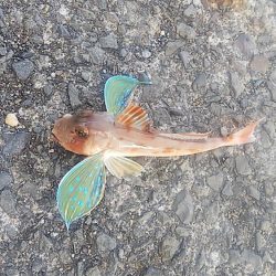 ちょい投げ釣り