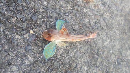 ちょい投げ釣り