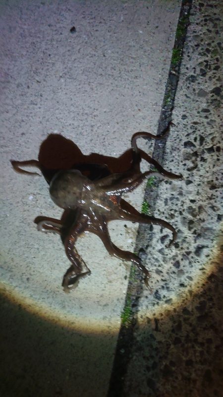 ガシラ釣りでタコ釣れた