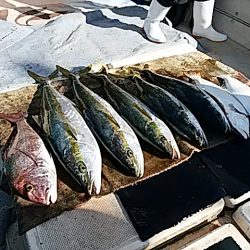 大物釣果速報！●光義丸：平戸市早福港