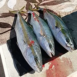 大物釣果速報！●光義丸：平戸市早福港