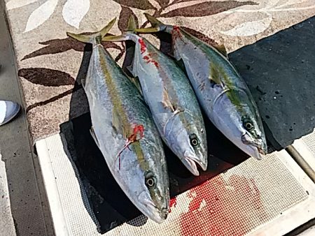 大物釣果速報！●光義丸：平戸市早福港