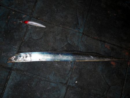 アジングで太刀魚