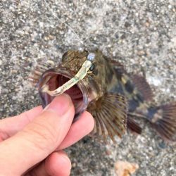 【大メバルが釣れたった！！】鹿島灘漁港でシーバス、メバル釣り　