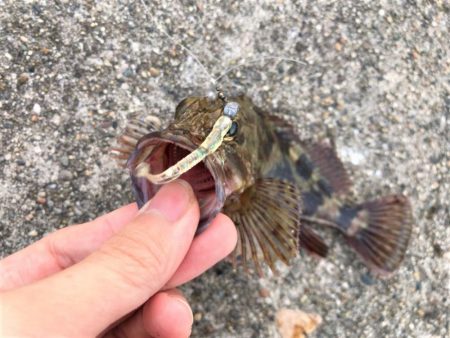 【大メバルが釣れたった！！】鹿島灘漁港でシーバス、メバル釣り　