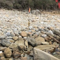 エギングでアオリイカ、冬やのに小さい、、、