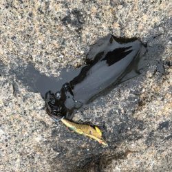 12月末の中紀でのエギングでアオリイカ