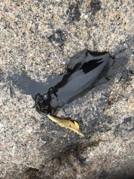 12月末の中紀でのエギングでアオリイカ