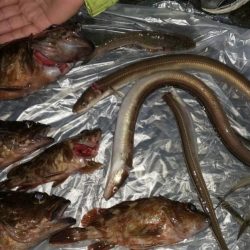 またもや林崎でメバリング