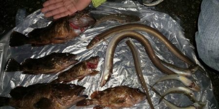 またもや林崎でメバリング