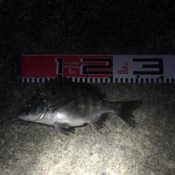 今週の釣果報告！12月15日（土）