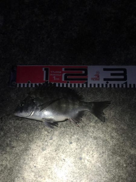 今週の釣果報告！12月15日（土）