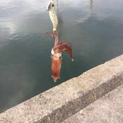 やっぱり楽しいデイヒイカ！