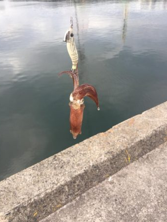 やっぱり楽しいデイヒイカ！