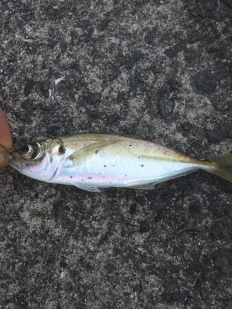 五目達成ならず