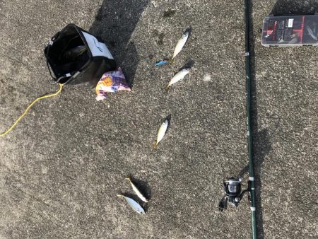 ショアジギングで狙うも