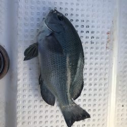 椿泊でフカセ釣り