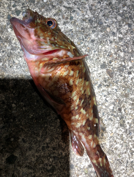 相変わらず、、、