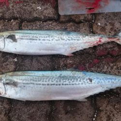 渋い中なんとか2本