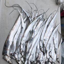 タチウオ楽釣！