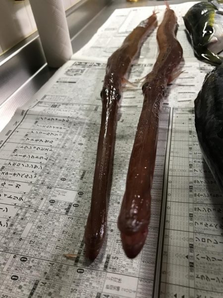 ジギング釣り納め