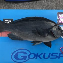 初島 フカセ釣り メジナ