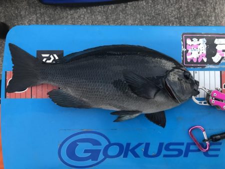 初島 フカセ釣り メジナ