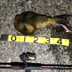 アオリイカ キロアップ