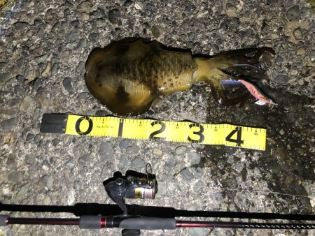 アオリイカ キロアップ